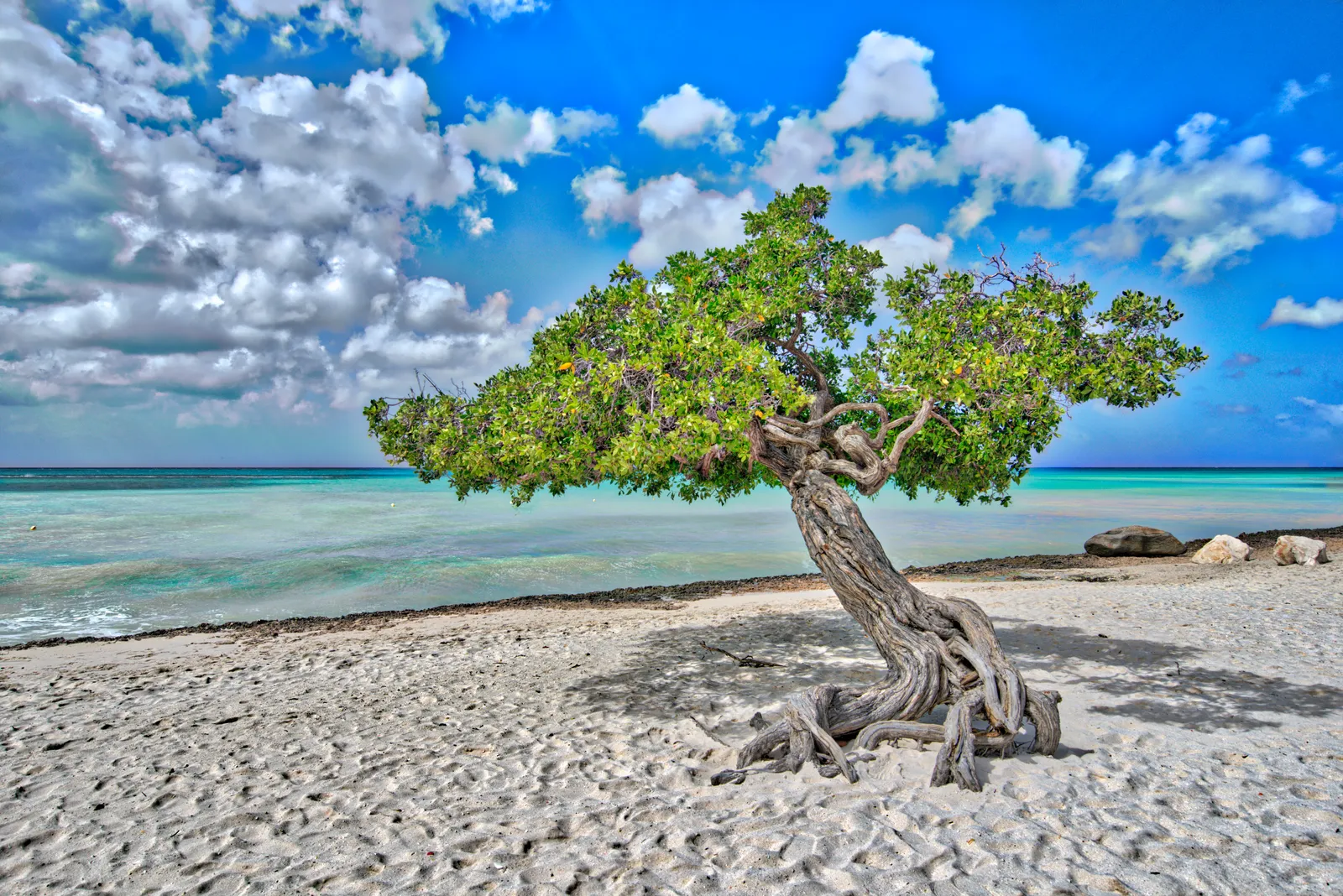 Door de passaatwind gevormde boom op een wit strand van Aruba, het eilandleven dat u achterlaat bij emigreren naar Paraguay
