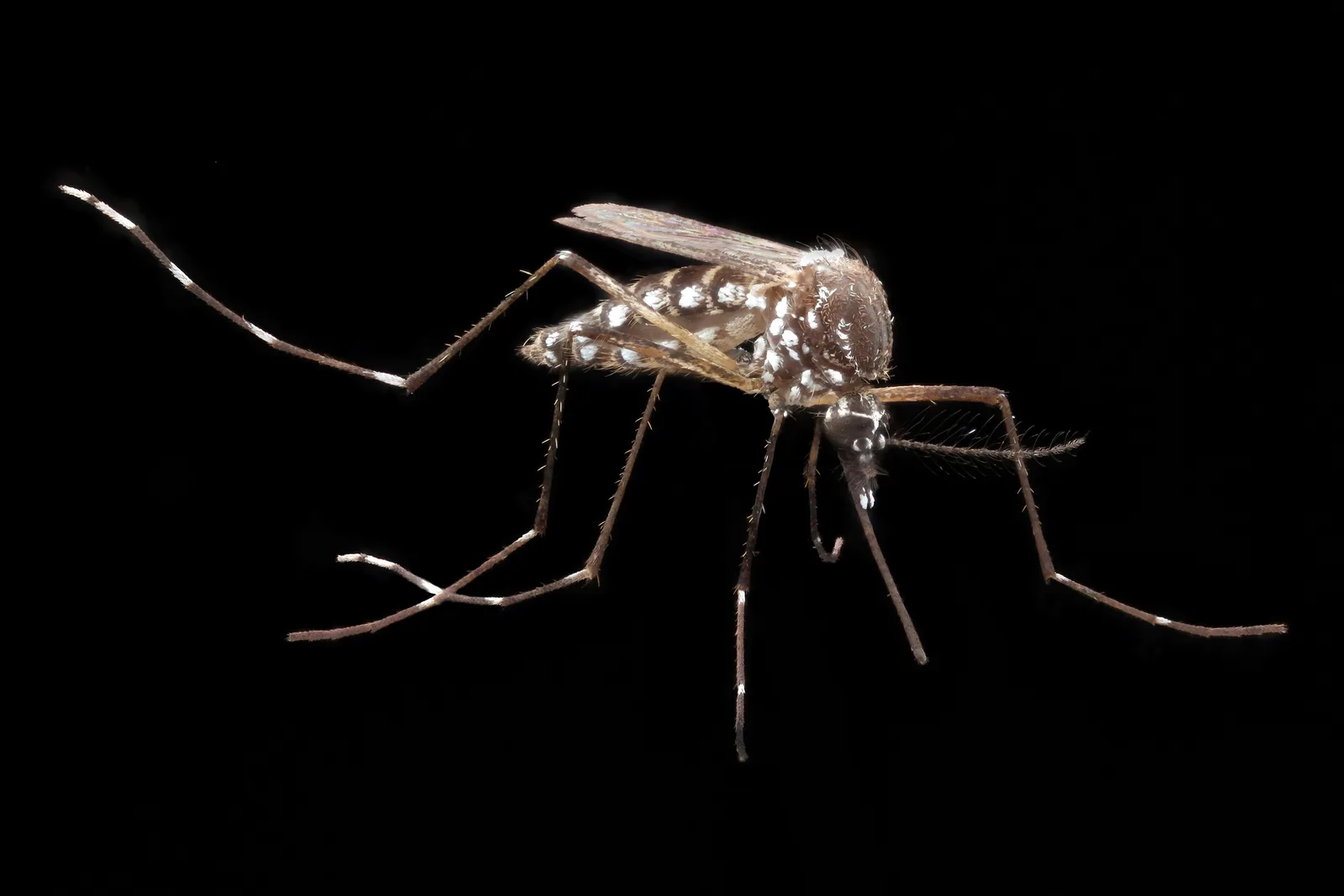 Close-up van een Aedes aegypti-mug met witte strepen op de poten, de mug die dengue en chikungunya in Paraguay overbrengt