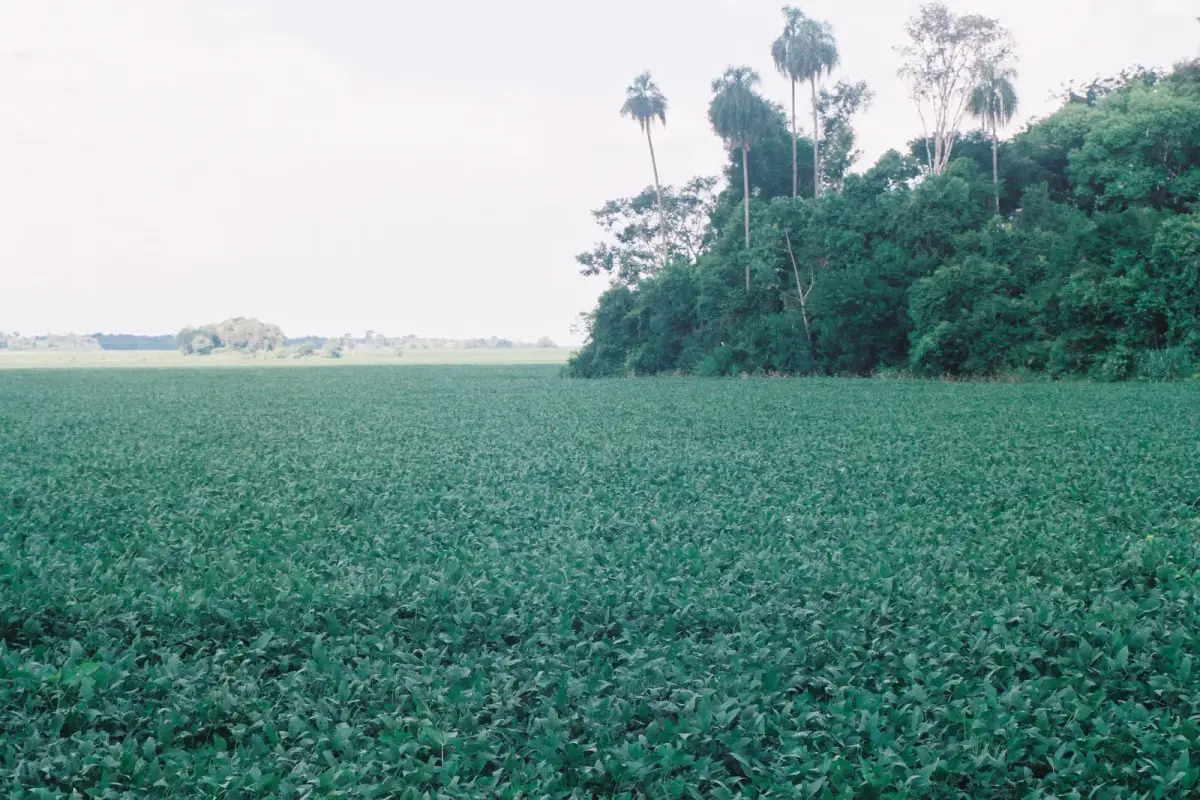 Groen sojaveld met palmen en bosrand op het platteland van Paraguay, het gewas dat de export en de economie van het land draagt