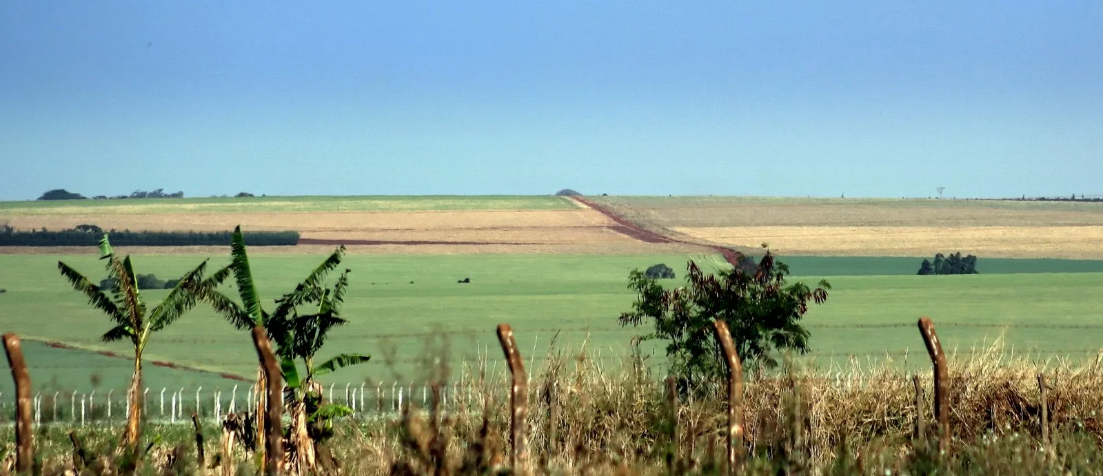 Prijs per hectare in Paraguay: landbouwgrond vs Nederland