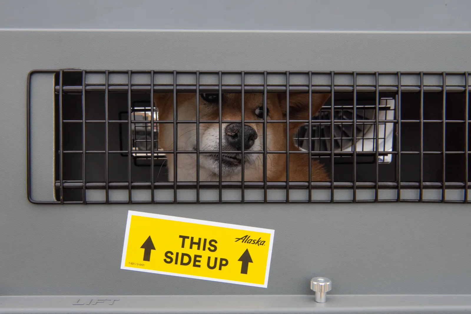 Hond in een reisbench met luchtvaartsticker na de vlucht, een beeld bij huisdieren meenemen per vliegtuig