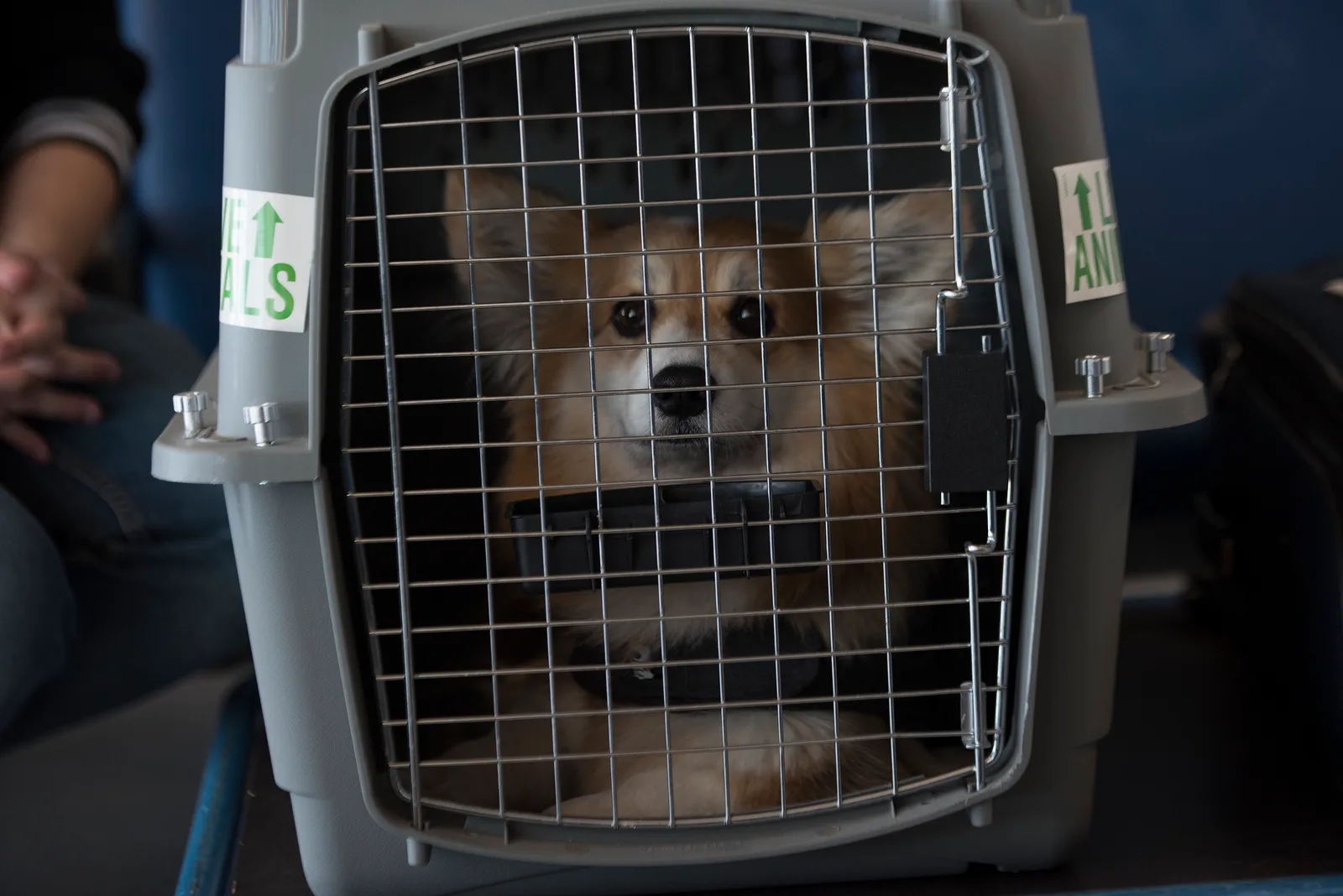 Huisdieren meenemen naar Paraguay: hond en kat