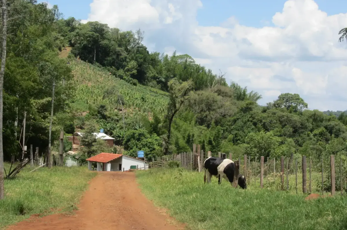 Kleine boerderij met koe, omheining en maniokveld bij de Cerro Akatí in Oost-Paraguay, waar landbouwgrond kopen vaak om kleinere percelen gaat