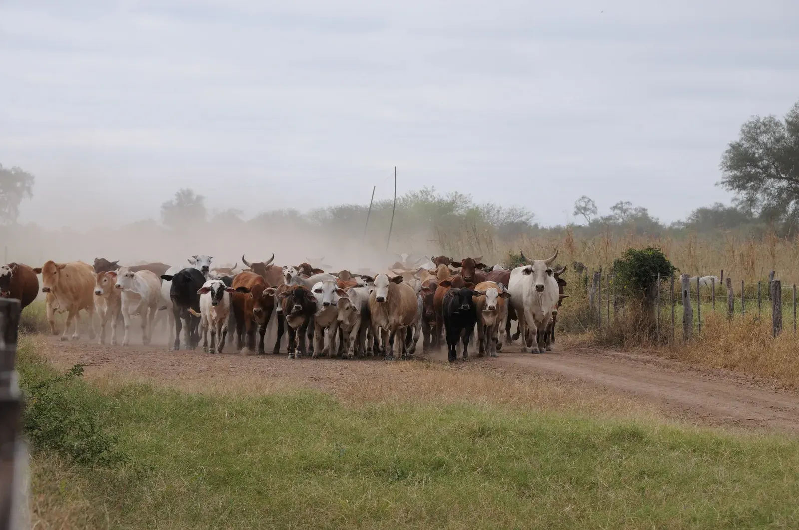 Gestopt via de Lbv? Opnieuw boeren in Paraguay in 2026