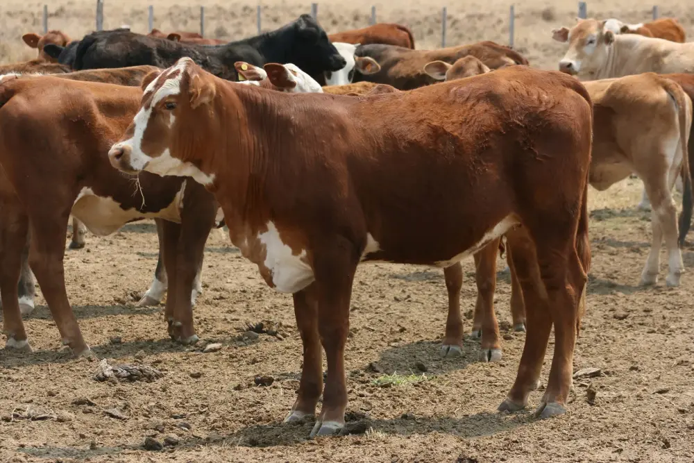 Hereford-kruisingen in een veekraal in Paraguay, waar boeren in de Chaco met hitte en droogte rekening houden