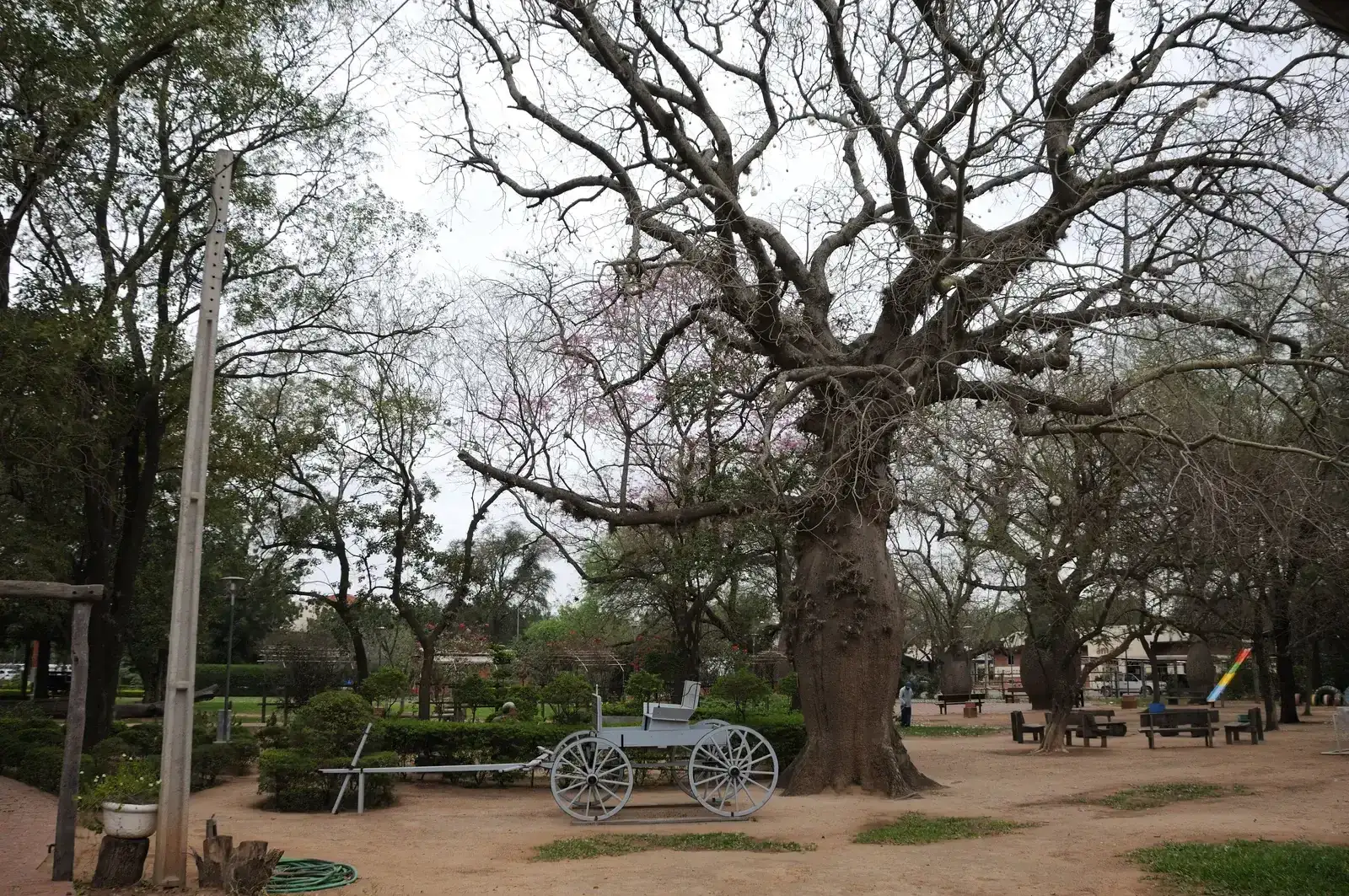 Park in Filadelfia met een oude ossenwagen van de eerste mennonieten en een flessenboom, in de Chaco van Paraguay