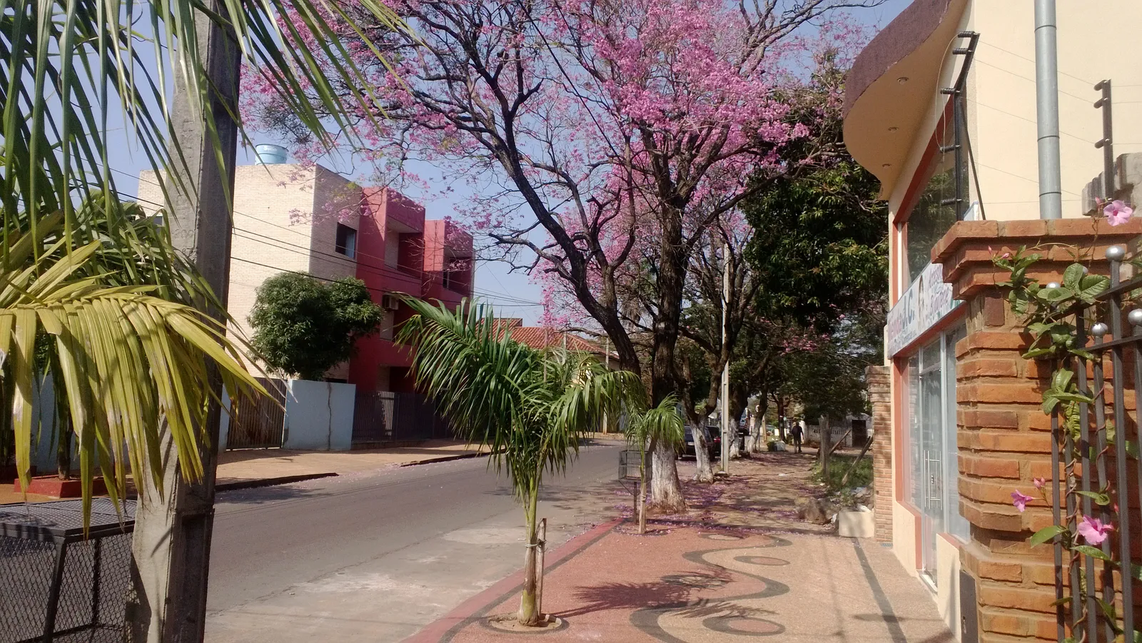 Woonstraat met bloeiende lapacho en woningen in Luque bij Asunción, typisch onroerend goed in Paraguay